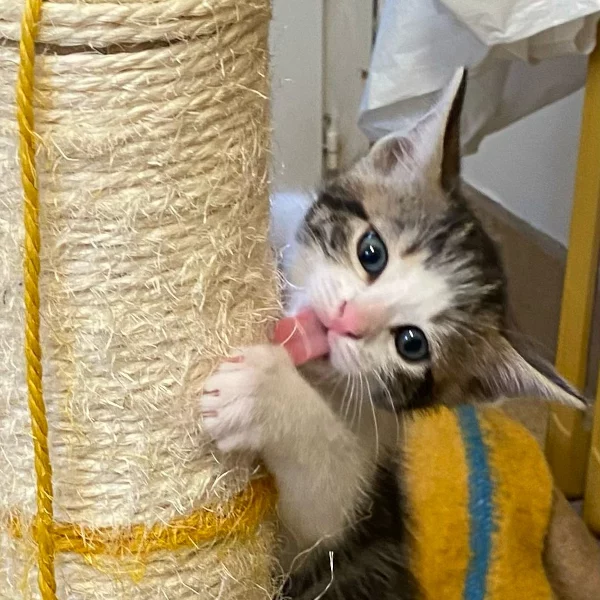 Uno, chat adopté en 2022 grâce aux ti'chats