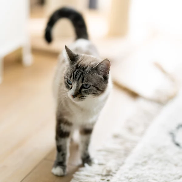 Vanille, chat adopté via Les ti'chats