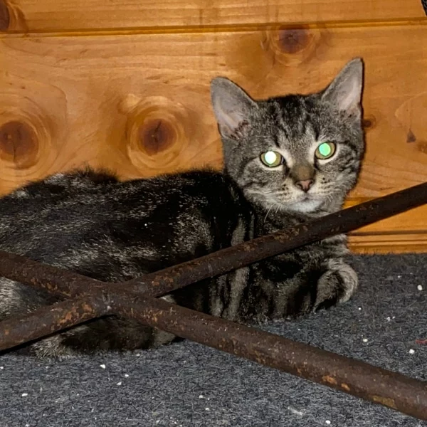 Vega, chat adopté via Les ti'chats