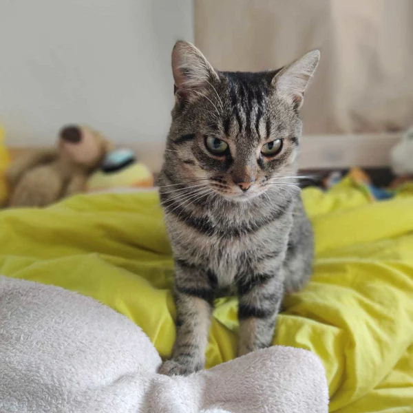 Velox, chat adopté en 2022 grâce aux ti'chats