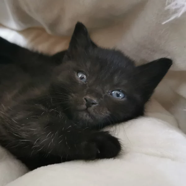 Versace, chat adopté en 2022 grâce aux ti'chats