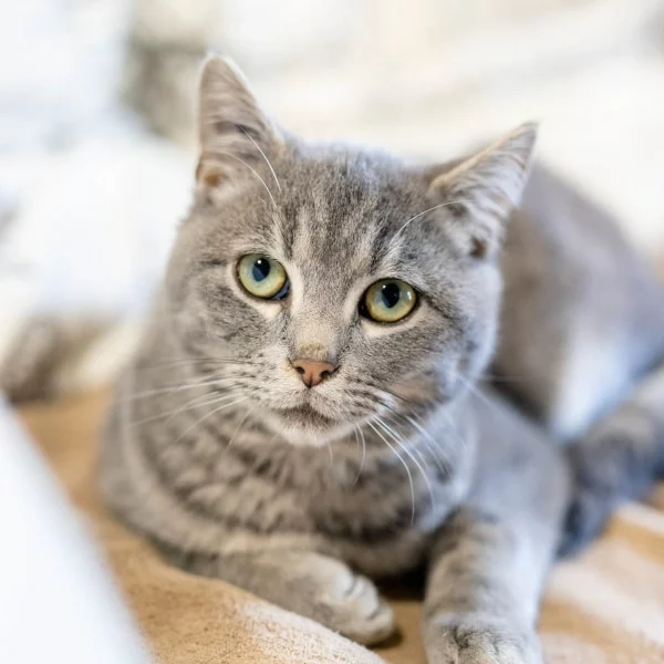 Victor, chat adopté via Les ti'chats