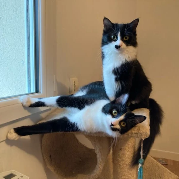 Violette & Lilas, chat adopté en 2022 grâce aux ti'chats