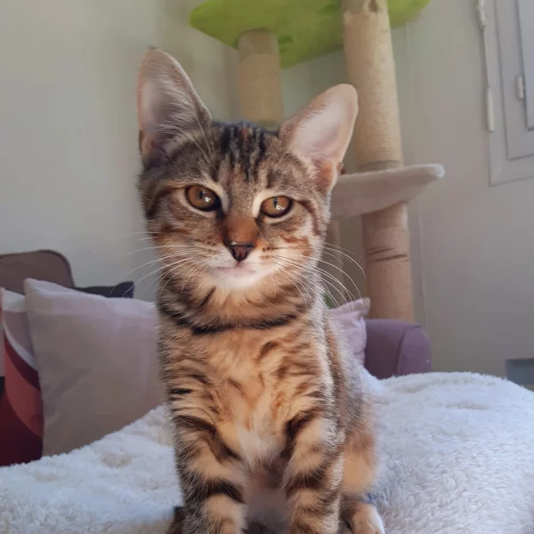 Vitanie, chat adopté en 2022 grâce aux ti'chats