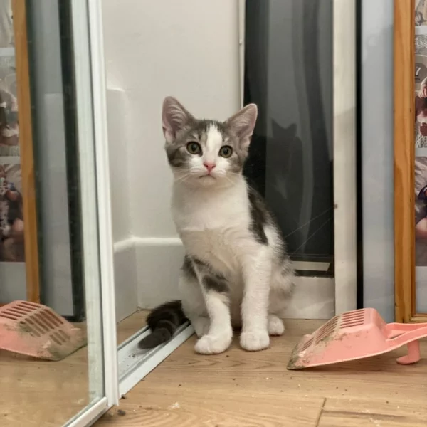 Vivi, chat adopté via Les ti'chats