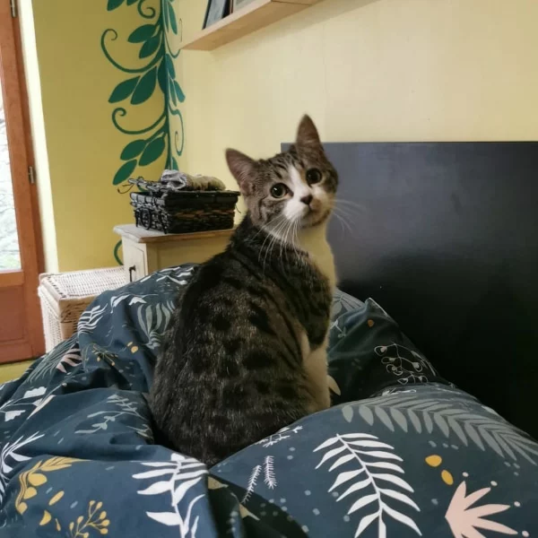 Viviane, chat adopté via Les ti'chats