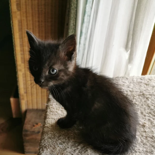 Voltaire, chat adopté via Les ti'chats