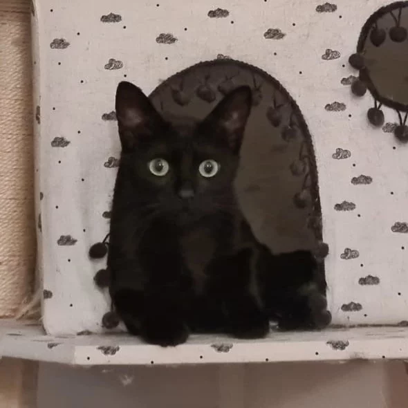 Wengé, chat adopté en 2022 grâce aux ti'chats