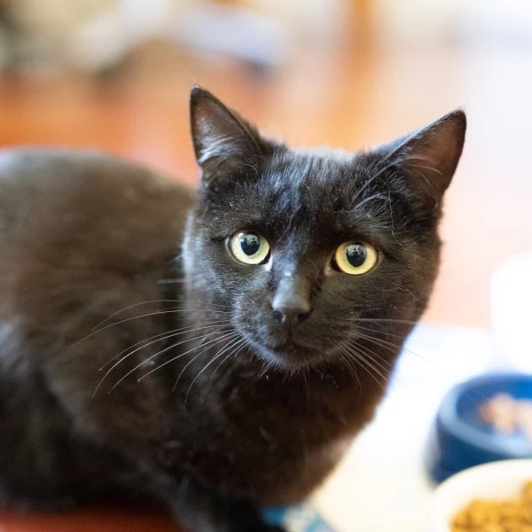 Wheeler, chat adopté via Les ti'chats