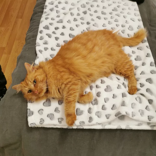 Wisley, chat adopté en 2020 grâce aux ti'chats