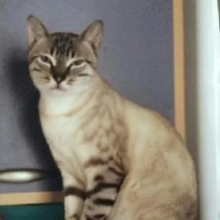 Yeti, chat adopté via Les ti'chats