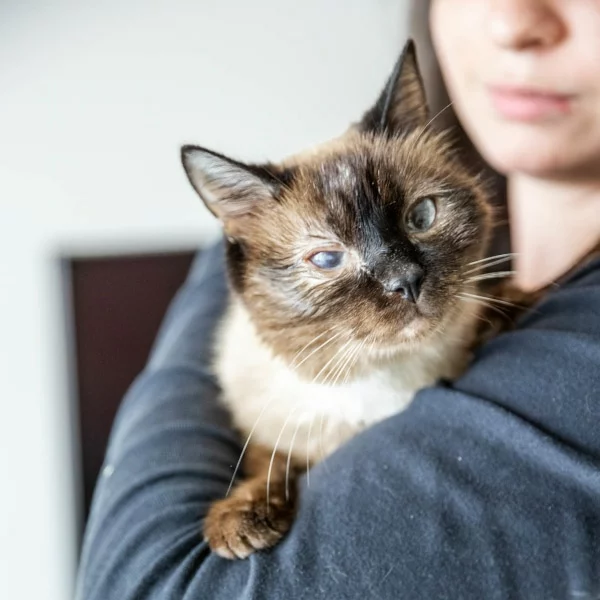Yukie, chat adopté via Les ti'chats