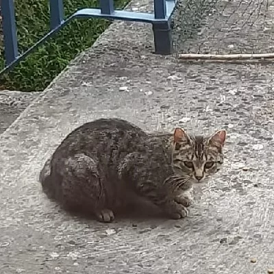Yumi, chat adopté via Les ti'chats