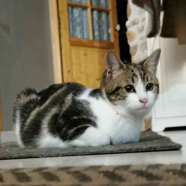 Zacco, chat adopté en 2022 grâce aux ti'chats