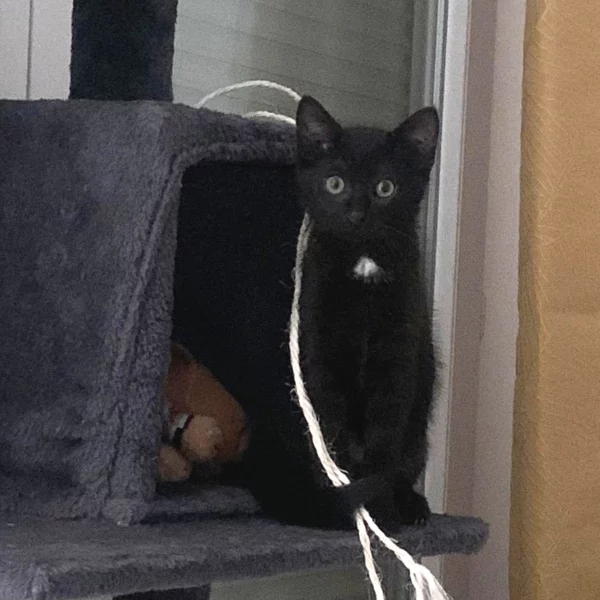 Zazou, chat adopté via Les ti'chats