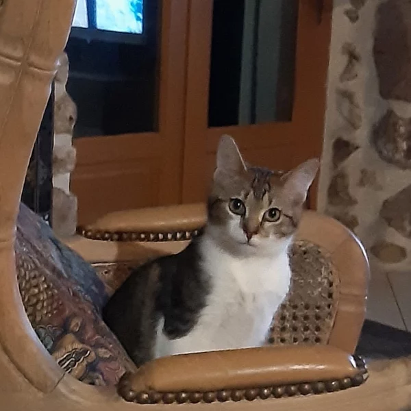 Zecco, chat adopté en 2022 grâce aux ti'chats