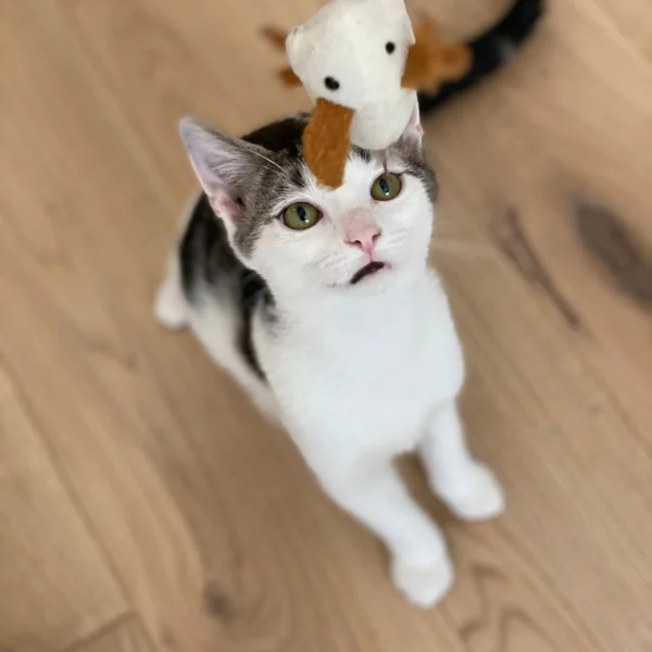 Zeff, chat adopté via Les ti'chats