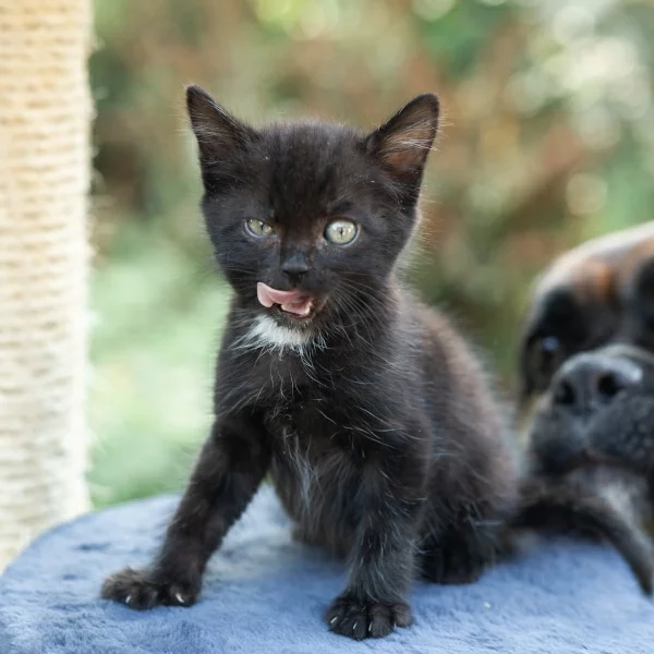 Zelda, chat adopté en 2020 grâce aux ti'chats