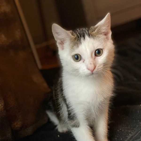 Zeus, chat adopté via Les ti'chats