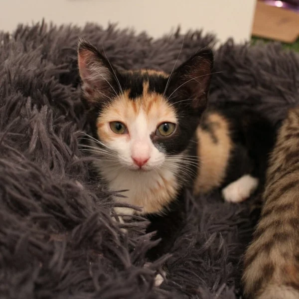 Zoe, chat adopté via Les ti'chats