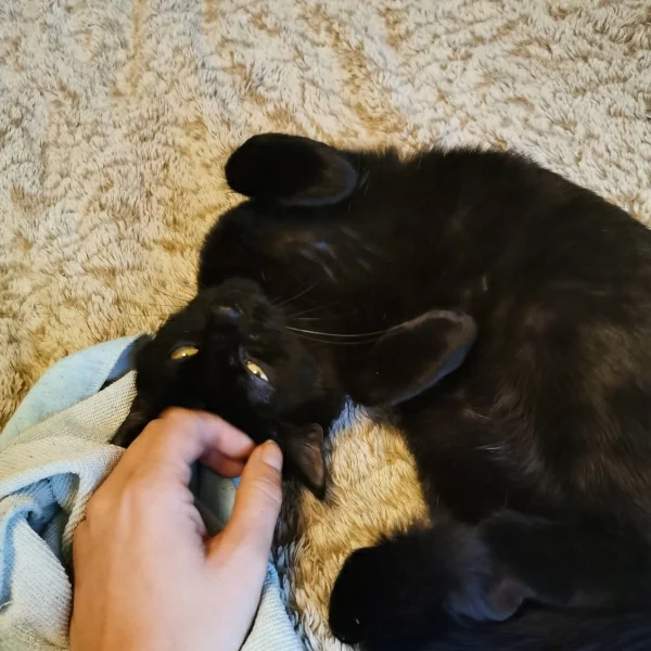 Zora, chat adopté en 2020 grâce aux ti'chats