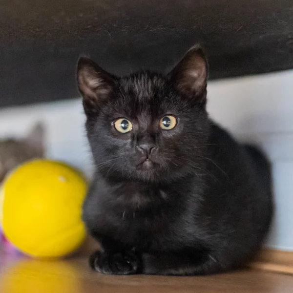 Zoro, chat adopté en 2022 grâce aux ti'chats
