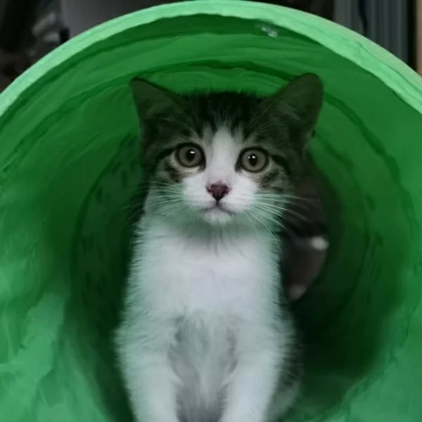 Zorro, chat adopté en 2020 grâce aux ti'chats