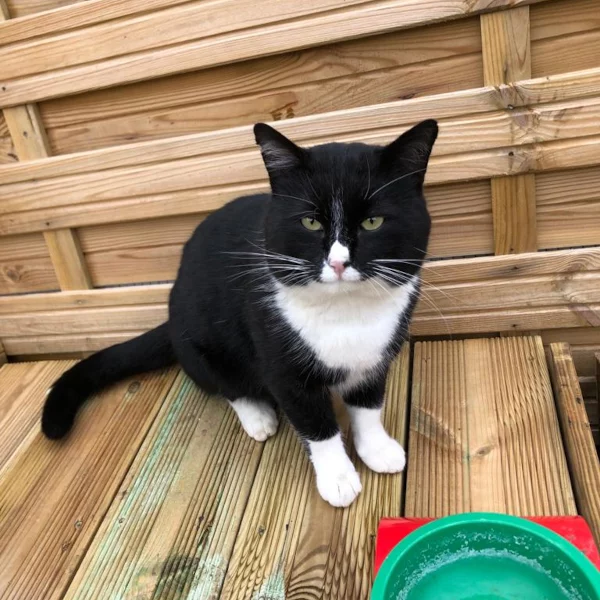 Zorro, chat adopté via Les ti'chats