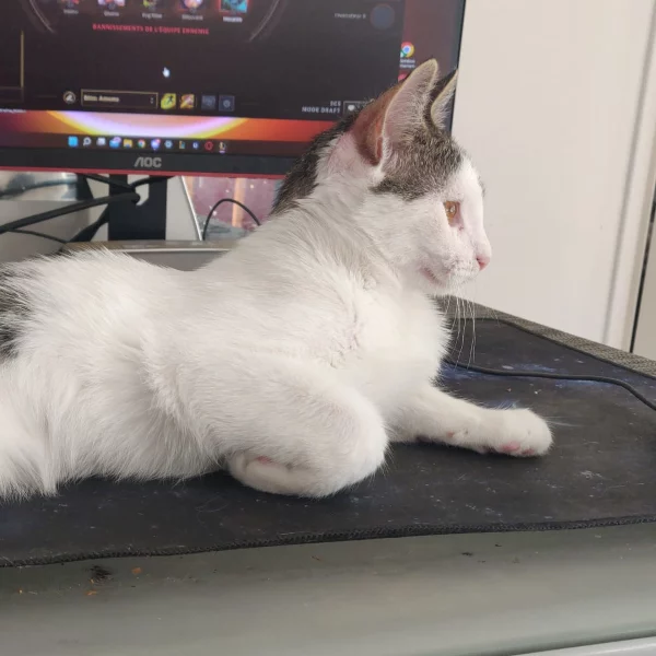 Zuma, chat adopté en 2022 grâce aux ti'chats