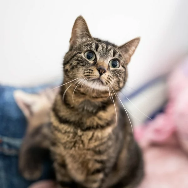 Minette, chat adopté en 2023 grâce aux ti'chats