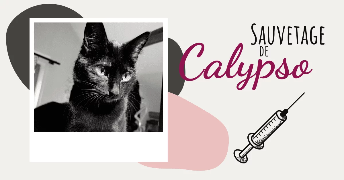 Sauvetage de Calypso