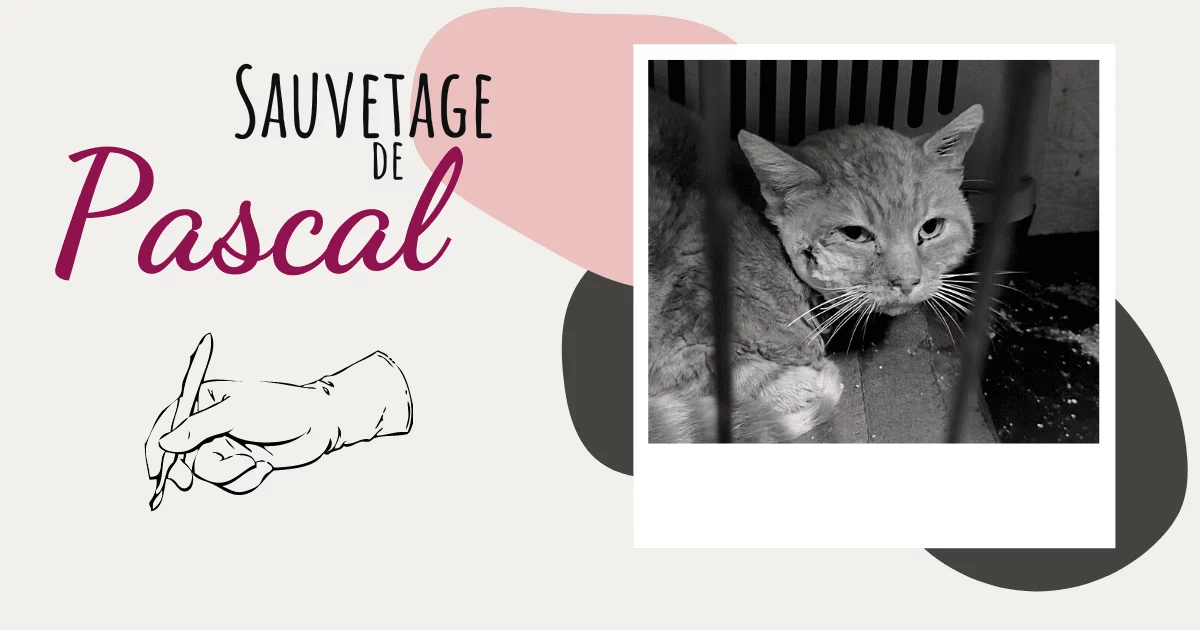 Sauvetage de Pascal