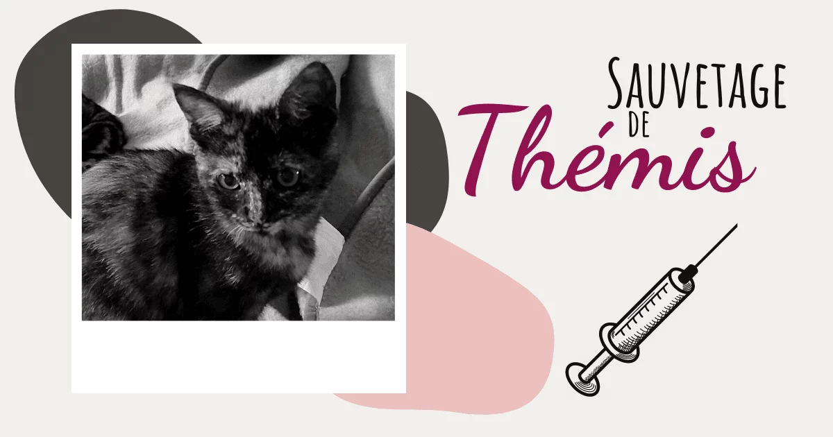 Sauvetage de Themis