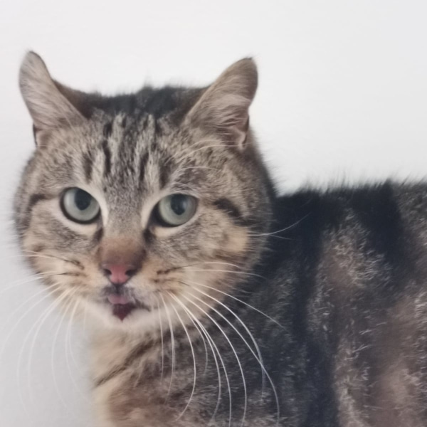 lestichats-akhenaton