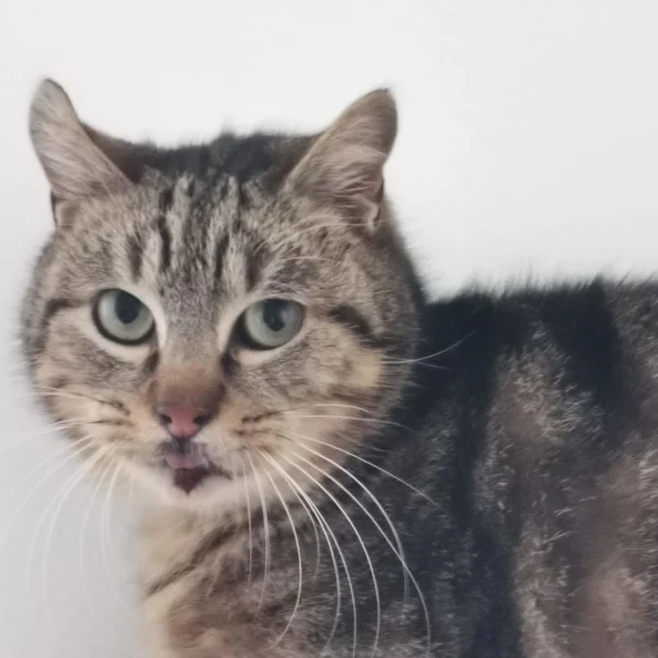 Akhenaton, chat libre stérilisé par Les ti'chats