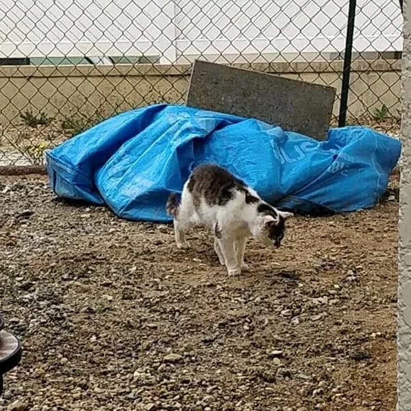 Albert, chat libre stérilisé par Les ti'chats