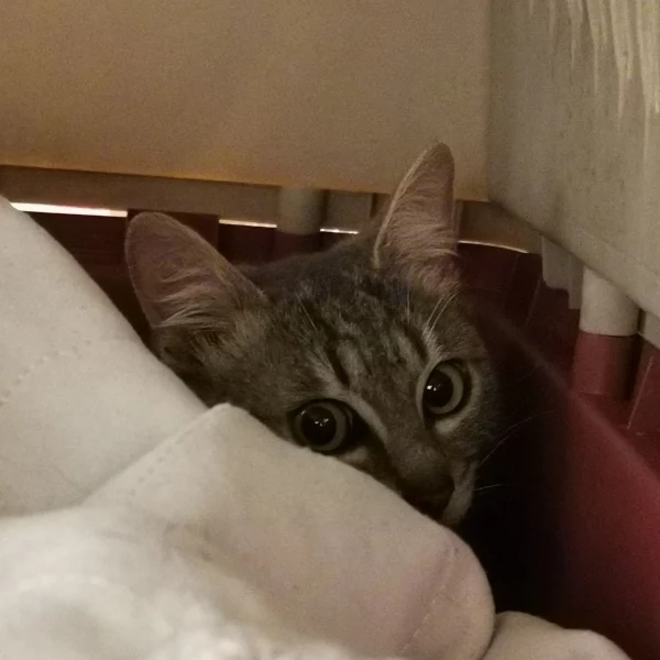 Albus, chat libre stérilisé par Les ti'chats