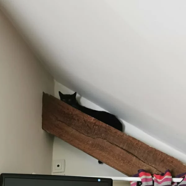 Arrow, chat libre stérilisé par Les ti'chats