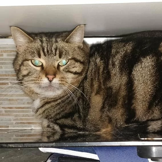 Booba, chat libre stérilisé par Les ti'chats