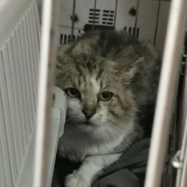 Crockdur, chat libre stérilisé par Les ti'chats