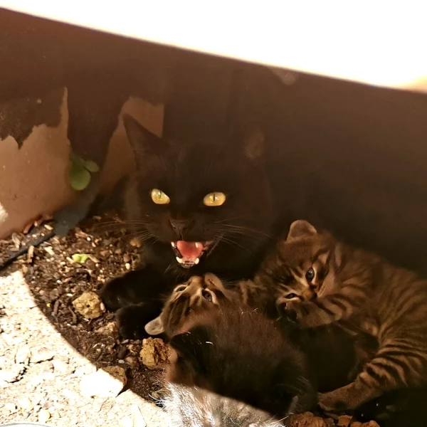 Dainess, chat libre stérilisé par Les ti'chats
