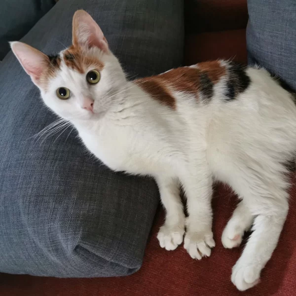Daisy, chat adopté en 2023 grâce aux ti'chats