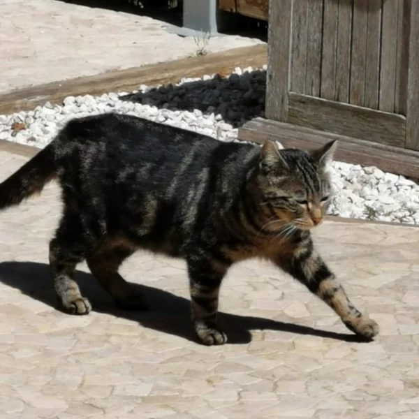 Derbie, chat libre stérilisé par Les ti'chats