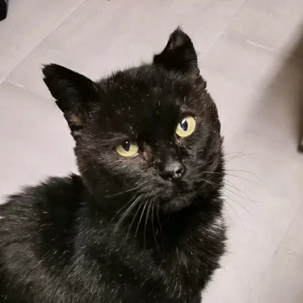 Ezekiel, chat adopté via Les ti'chats