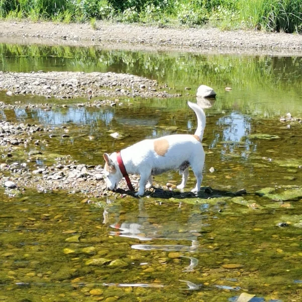 Fael, chien adopté via Les ti'chats