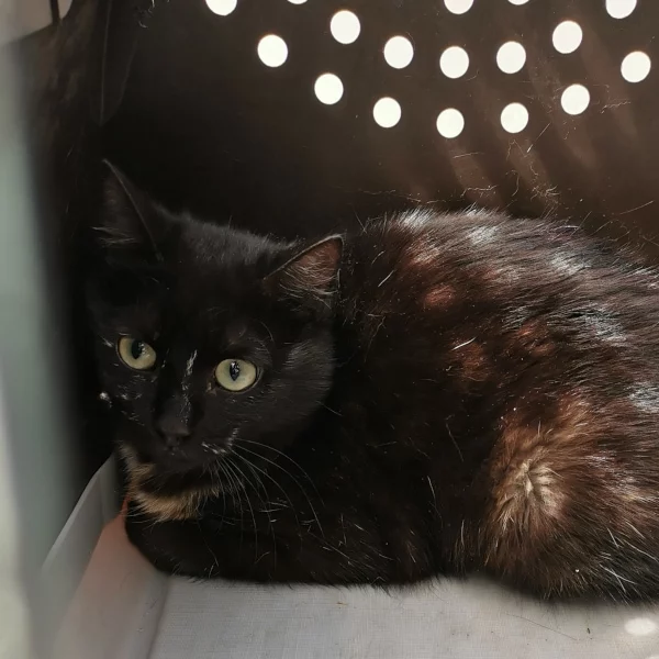 Furygane, chat libre stérilisé par Les ti'chats