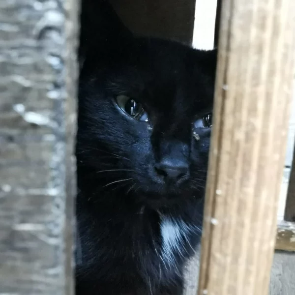 Harana, chat libre stérilisé par Les ti'chats