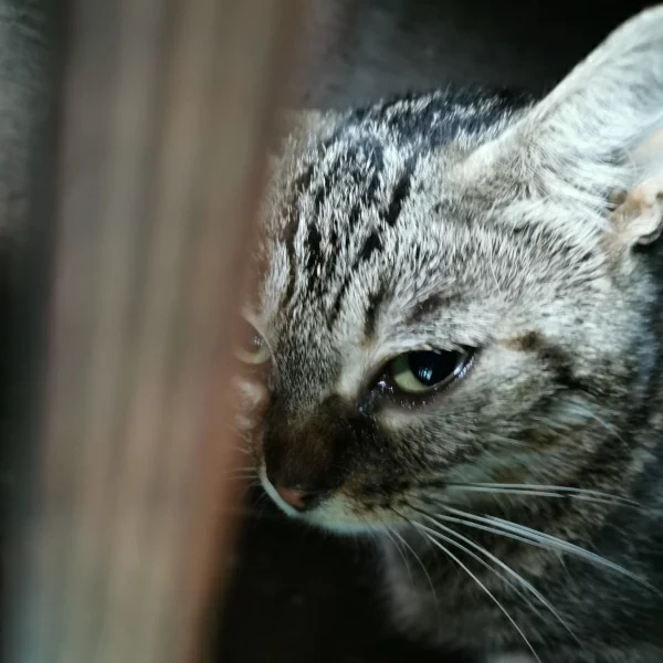Haranie, chat libre stérilisé par Les ti'chats