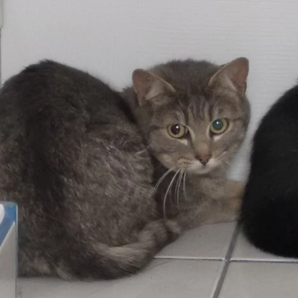 Hedwige, chat libre stérilisé par Les ti'chats