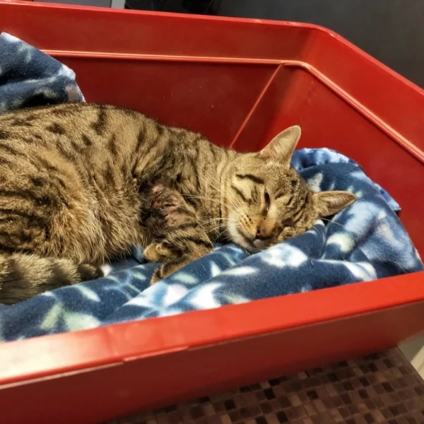 Isidore Isidore, chat libre stérilisé par Les ti'chats